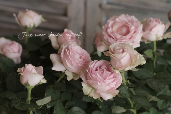 i>Rosa.Min.infinity</i><BR><BR>開花期が長い！ミニバラ<BR