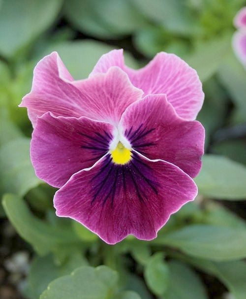 小輪パンジー・わらく 『プチグレース』 | すべての商品