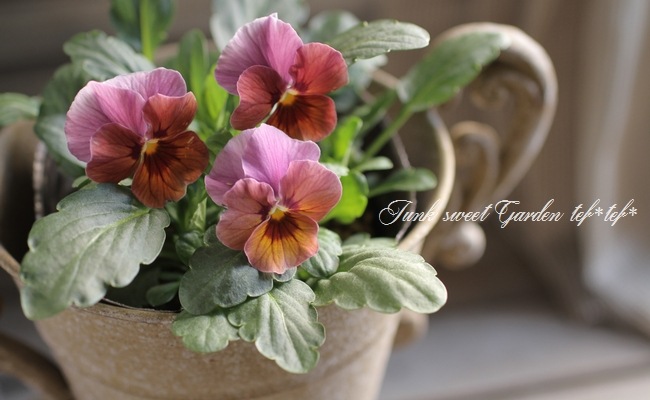 i>Viola×wittrockiana </i><BR><BR>アンティークビオラ<BR