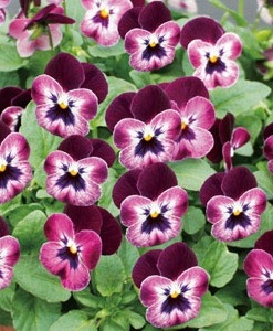 <i>Viola��wittrockiana </i><BR><BR>��⤫�ӥ���<BR>�ؤ襤���⤫��
