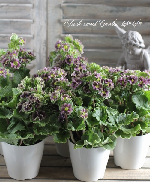 �ץ��顦���֥��˥���Ķ���������ʼ���إץꥫ��ȥ�٥��졼�ѡ��ץ뿧