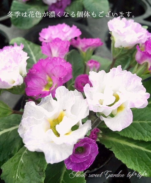 �Х�餭�ץ��顦����ꥢ�󡡡إޥ����롦�֥롼��