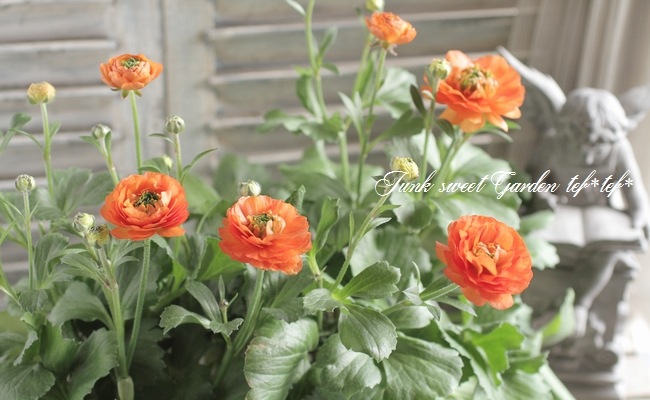 i>Ranunculus asiaticus</i><BR><BR>綾園芸さん育種！生産！BR