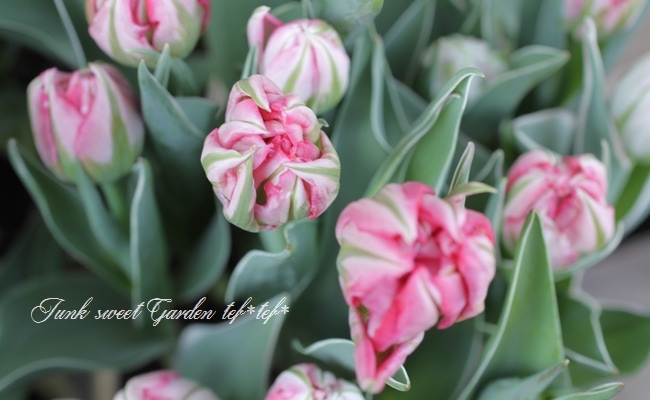 冷蔵処理で花持ち抜群！斑入り！八重！チューリップ 『フラッシュ