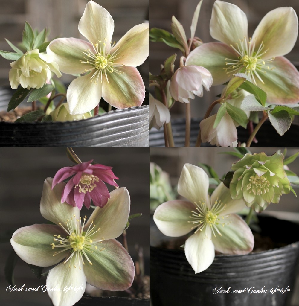 I Helleborus I Br クリスマスローズ Br 小輪多花性 舞妓高杉 Br Dd 16 No 69 すべての商品 Junk Sweet Garden Tef Tef