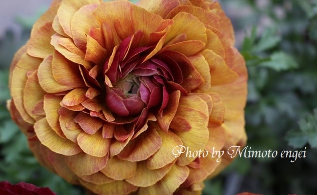 i>Ranunculus asiaticus</i><BR><BR>見元園芸の新品種！<BR