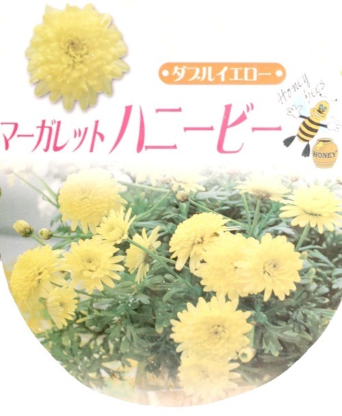 <i>Argyranthemum frutescens</i><BR><BR>�ޡ�����å�<BR>�ϥˡ��ӡ����꡼��<BR>�إ��֥륤��������