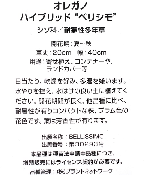 �֥��쥬�Ρ��إ٥ꥷ��١�