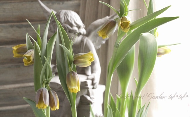 asakombu トリトマ苗 シラーブルーアロー 球根 フリチラリア球根 asakombu様専用 トリトマ苗 シラーブルーアロー 球根