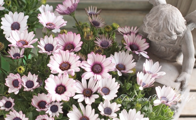 i>Osteospermum</i><BR><BR>中輪オステオスペルマム<BR>アキラ