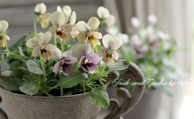 i>Viola×wittrockiana </i><BR><BR>みもとビオラ・裏品種！<BR>『Mr