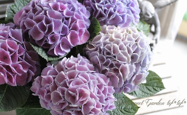 秋色紫陽花品種 『西安 -シーアン-』 レインボー | すべての商品