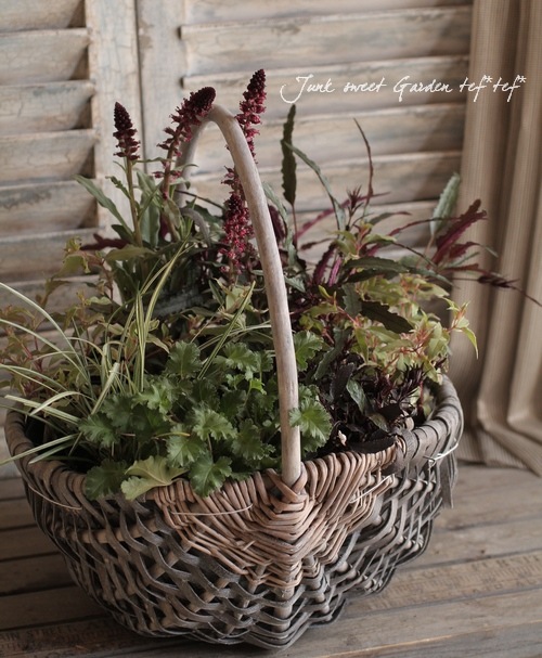 <i>Lysimachia atropurpurea</i><BR><BR>�ꥷ�ޥ���<BR>�إܥ���졼��