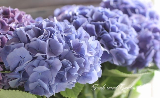 i>Hydrangea</i><BR><BR>秋色紫陽花品種<BR>『ブルーウェーブ