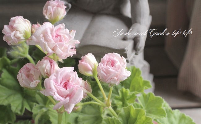 バラ咲きゼラニウム 『ミルフィーユ・ローズ』 | すべての商品