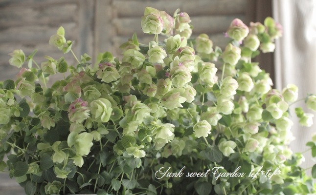 花オレガノ ケントビューティー すべての商品 Junk Sweet Garden Tef Tef