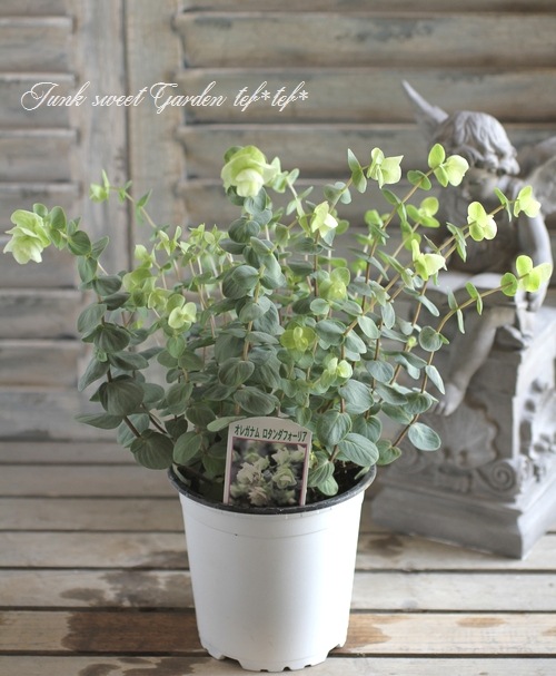 <i>Origanum rotundifolium</i><BR><BR>饤࿧β֥쥬<BR>إեꥢ