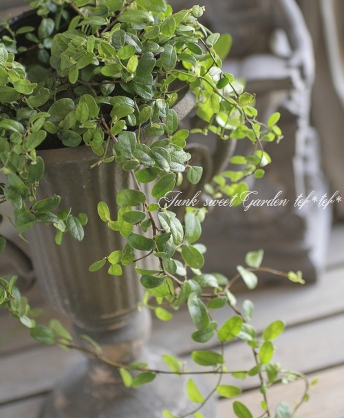 <i>Ficus 'Precious'</i><BR><BR>�ե������إץ쥷�㥹��