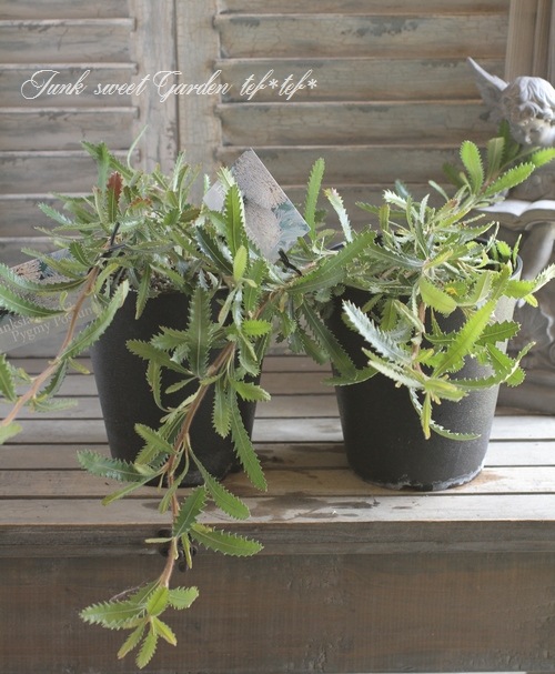 オージープランツ　バンクシア・ピグミーポッサム8号 楽天市場】【バンクシア ピグミーポッサム】現品配送！ネイティブ