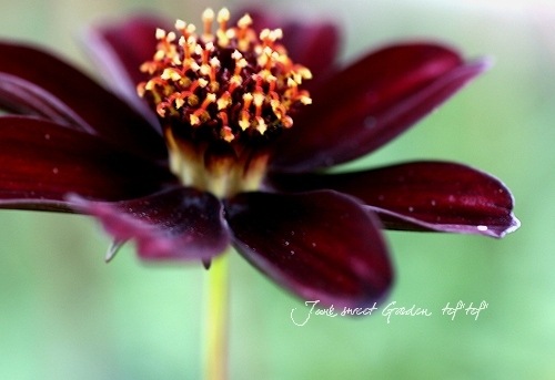 <i>Cosmos atrosanguineus</i><BR><BR>���祳�졼�ȥ����⥹<BR>���祳���������إ��祳���