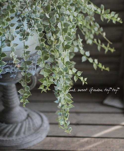 <i>Dischidia ruscifolia</i><BR><BR>������ǥ������ǥ���<BR>�ߥꥪ��ϡ��ȡإХꥨ��������