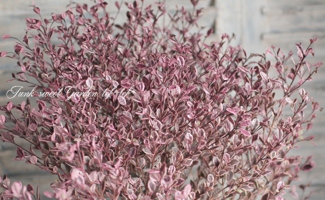 【AR CHRのみ300枚】フシギソウ、ドロンチ、ドラメシヤ、マホミル　他 AR CHRのみ300枚】フシギソウ、ドロンチ、ドラメシヤ、マホミル 他