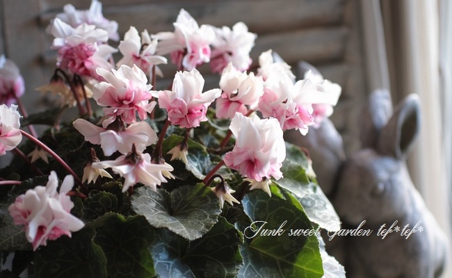 <i>Cyclamen persicum</i><BR><BR>Ȭ�ź餭��������<BR>���ź餭��ꥷ������ <BR>�إ����������ԥ󥯥Х����顼��