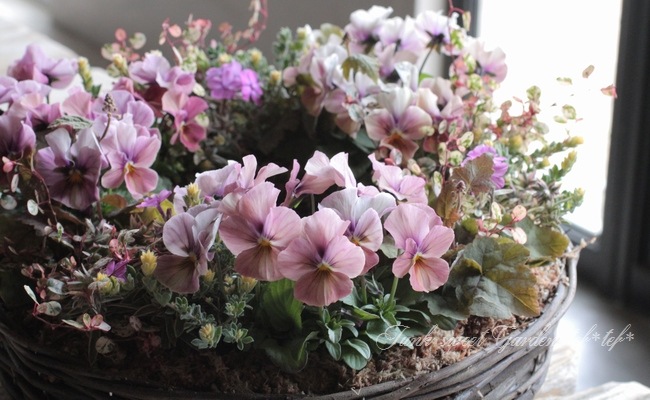 tef*tef*�󤻿��� 2017<BR> * no.2 *<BR>�ԥ󥯥֥饦��Υ꡼��