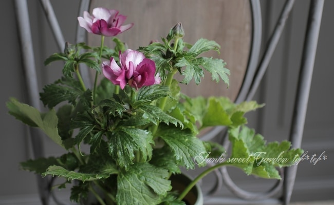 ラナンキュラス ラックスシリーズ 『エウロペ』 綾園芸さん育種！生産