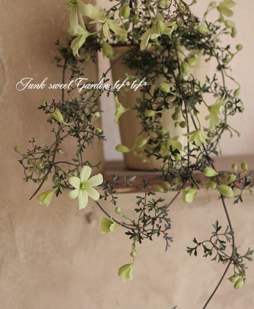 �ե����ƥ꡼�ϥ���ޥ������إڥȥꥨ����