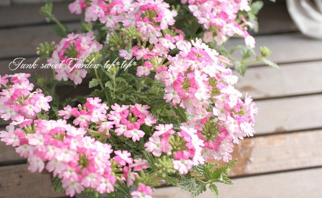 I Verbena Spp I Br Br 栄養系バーベナ ラナイ Br ツイスター すべての商品 Junk Sweet Garden Tef Tef
