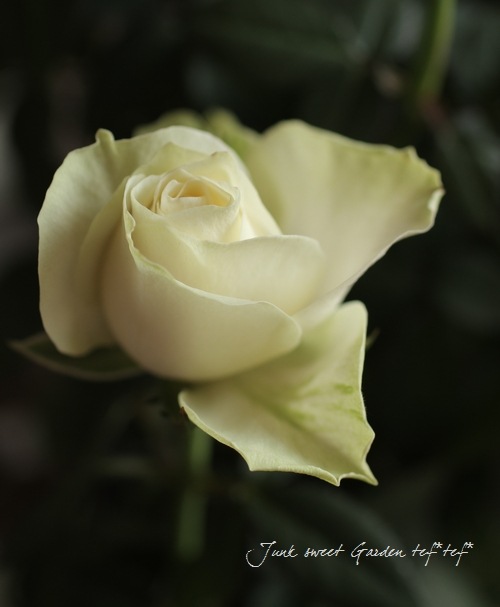 �ߥ˥Х顡�إѡ��륳����ʡ�