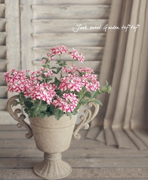 栄養系バーベナ ラナイ キャンディケーン すべての商品 Junk Sweet Garden Tef Tef