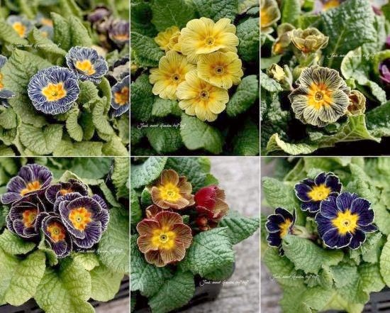 ץ顦ݥꥢ󥵡إǥХ󥰡ȥ饤ץMIX