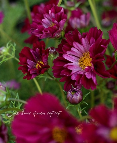 i>Cosmos bipinnatus</i><BR><BR>八重咲きコスモス<BR>『クランベリー
