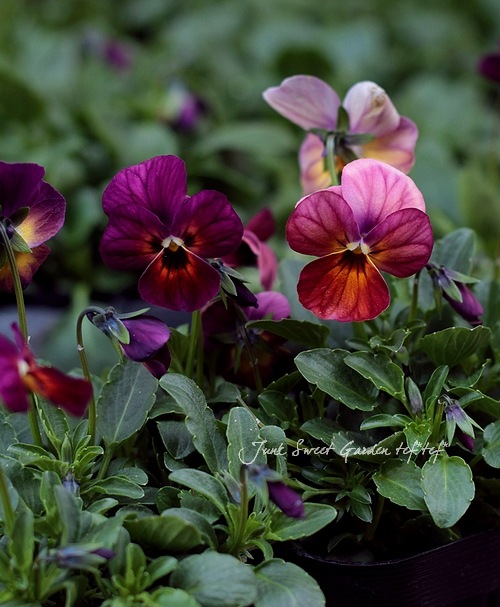 10_011000001040.jpg?1678209903