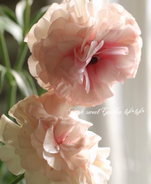 ڰݤ ʥ󥭥饹å꡼إꥢɥ͡