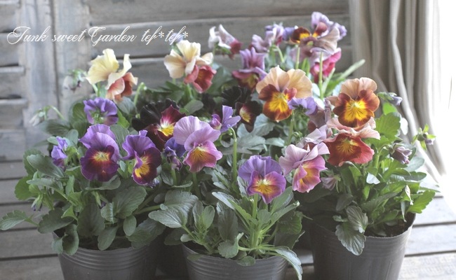 <i>Violawittrockiana </i><BR><BR>ߤȱݤΥӥ<BR>إѥå󥦥֡MIX