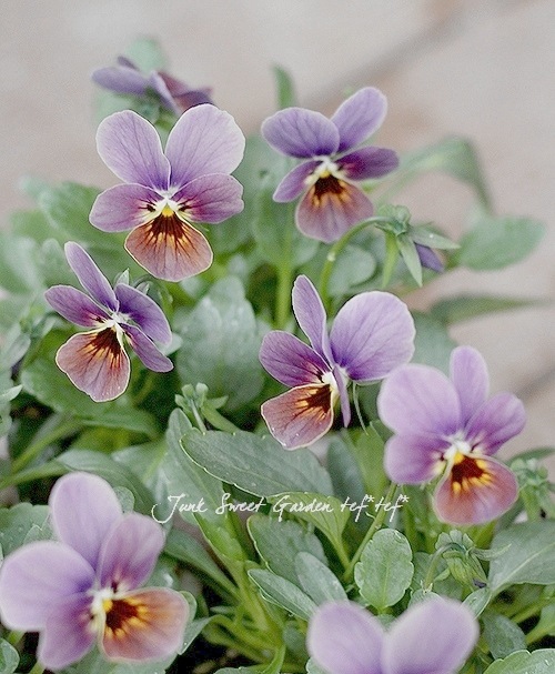 ゲブラさんのオリジナルビオラ 『チョコベリー』 | すべての商品