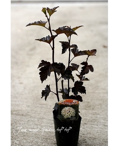 <i>Physocarpus opulifolius</i><BR><BR>Ƽ�����<BR>����ꥫ�ƥޥꥷ��ĥ�<BR>�ع��դǤޤ��