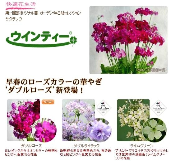 プリムラ マラコイデス ダブルライラック 旧ウィンティ すべての商品 Junk Sweet Garden Tef Tef