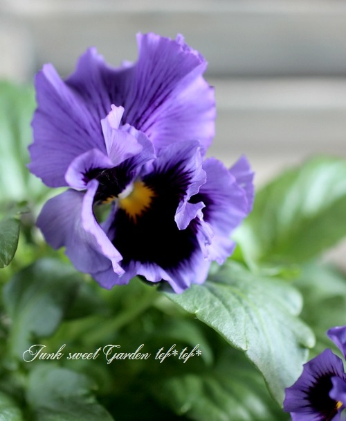 <i>Violawittrockiana </i><BR><BR>եѥ󥸡<BR>եꥺ륷<BR>إ֥롼