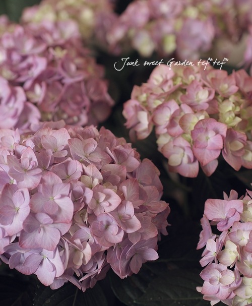 あじさい 楽天市場】予約販売 アジサイ ポージィブーケエリーブルー 10.5cm