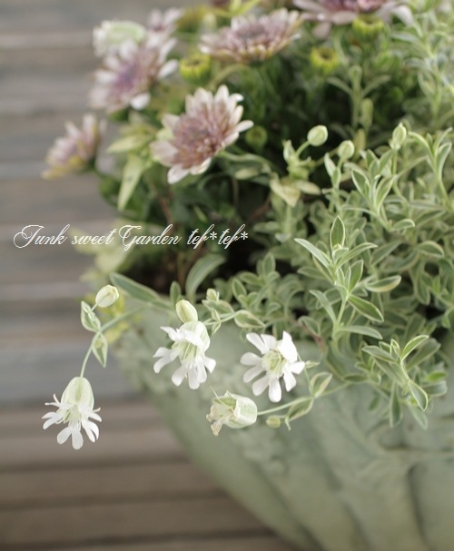 斑入りシレネ ナッキーホワイト すべての商品 Junk Sweet Garden Tef Tef