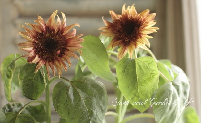 人気アイテムランキング(新品)  i>Helianthus annuus</i><BR><BR>アンティークカラー<BR>夏と ニット/セーター