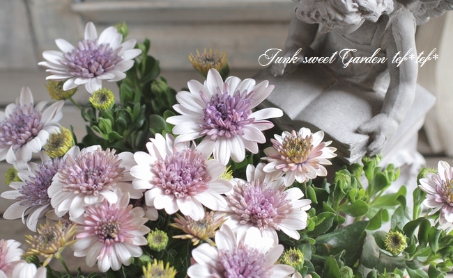 八重咲きオステオスペルマム『ダブルホワイト』 | すべての商品