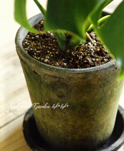 �ڻ��ߡۥ⥹���֥�å����������ݥå� 20cm