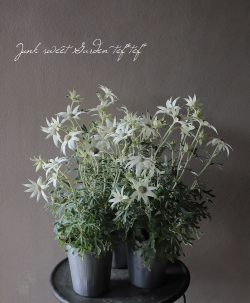 フランネルフラワー エンジェルスター 四季咲き性強 すべての商品 Junk Sweet Garden Tef Tef
