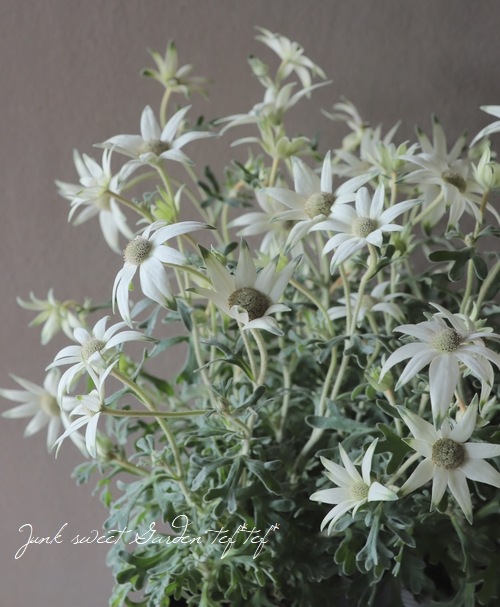 フランネルフラワー エンジェルスター 四季咲き性強 すべての商品 Junk Sweet Garden Tef Tef