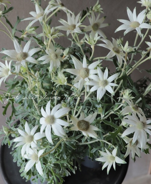 フランネルフラワー エンジェルスター 四季咲き性強 すべての商品 Junk Sweet Garden Tef Tef